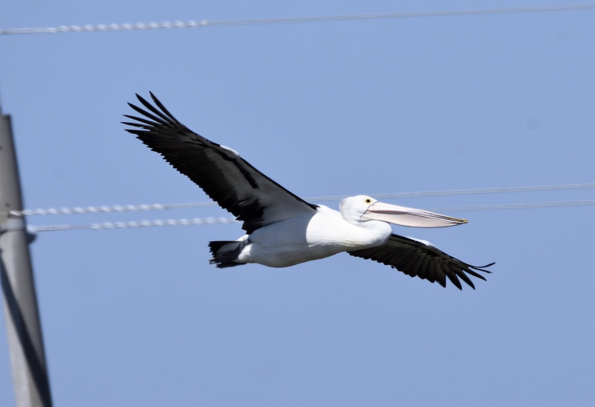 Australian Pelican - ML118091401