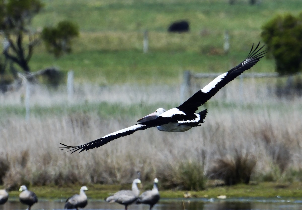 Australian Pelican - ML118091441