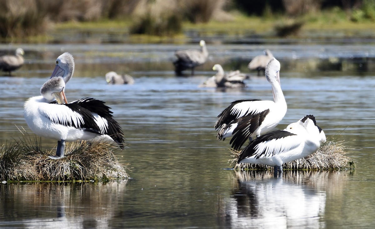 Australian Pelican - ML118091451