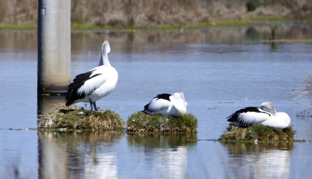 Australian Pelican - ML118091491