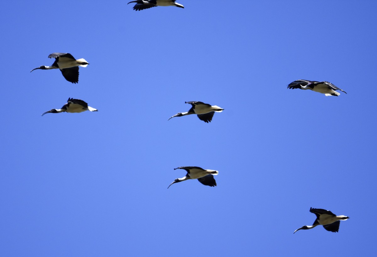 Straw-necked Ibis - ML118091621