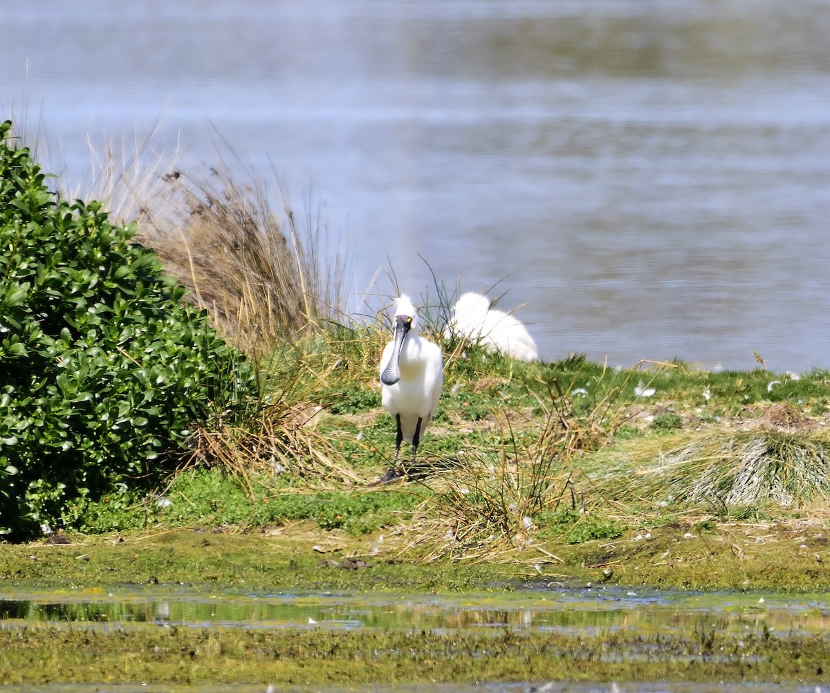 Royal Spoonbill - ML118091831