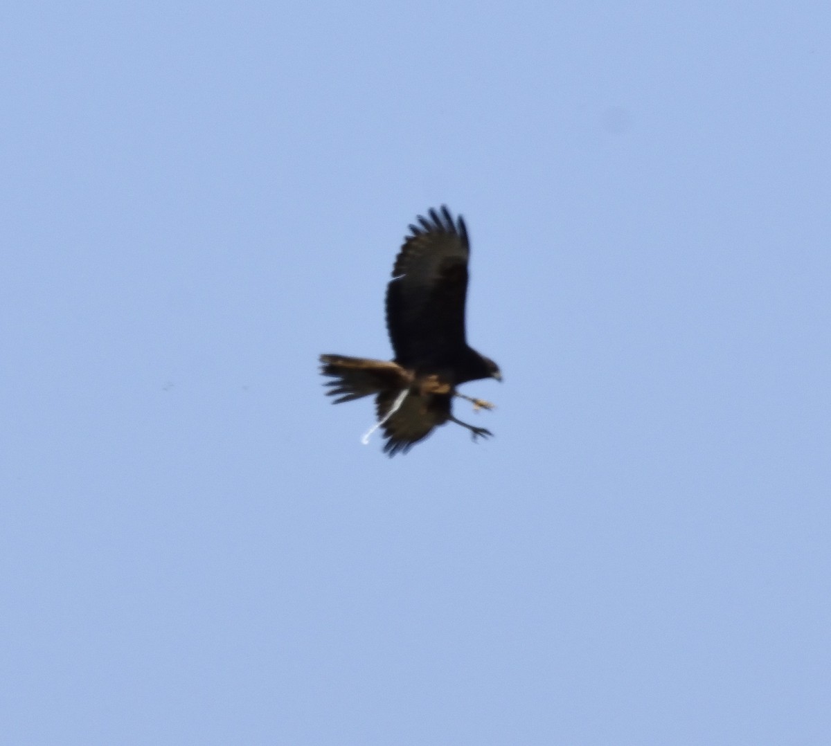 Swamp Harrier - ML118091971