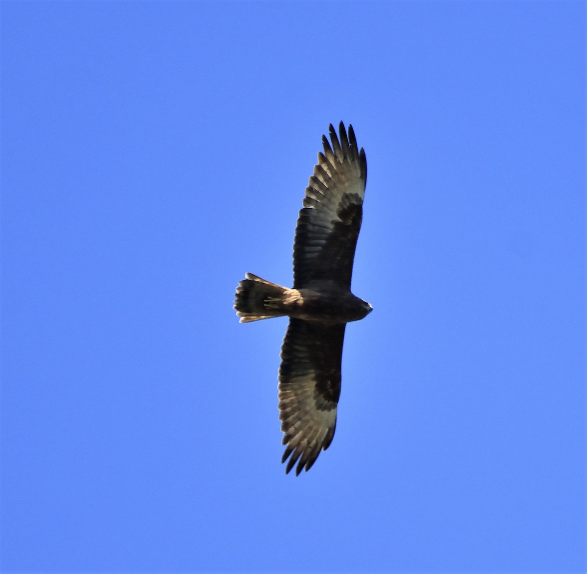 Swamp Harrier - ML118091981