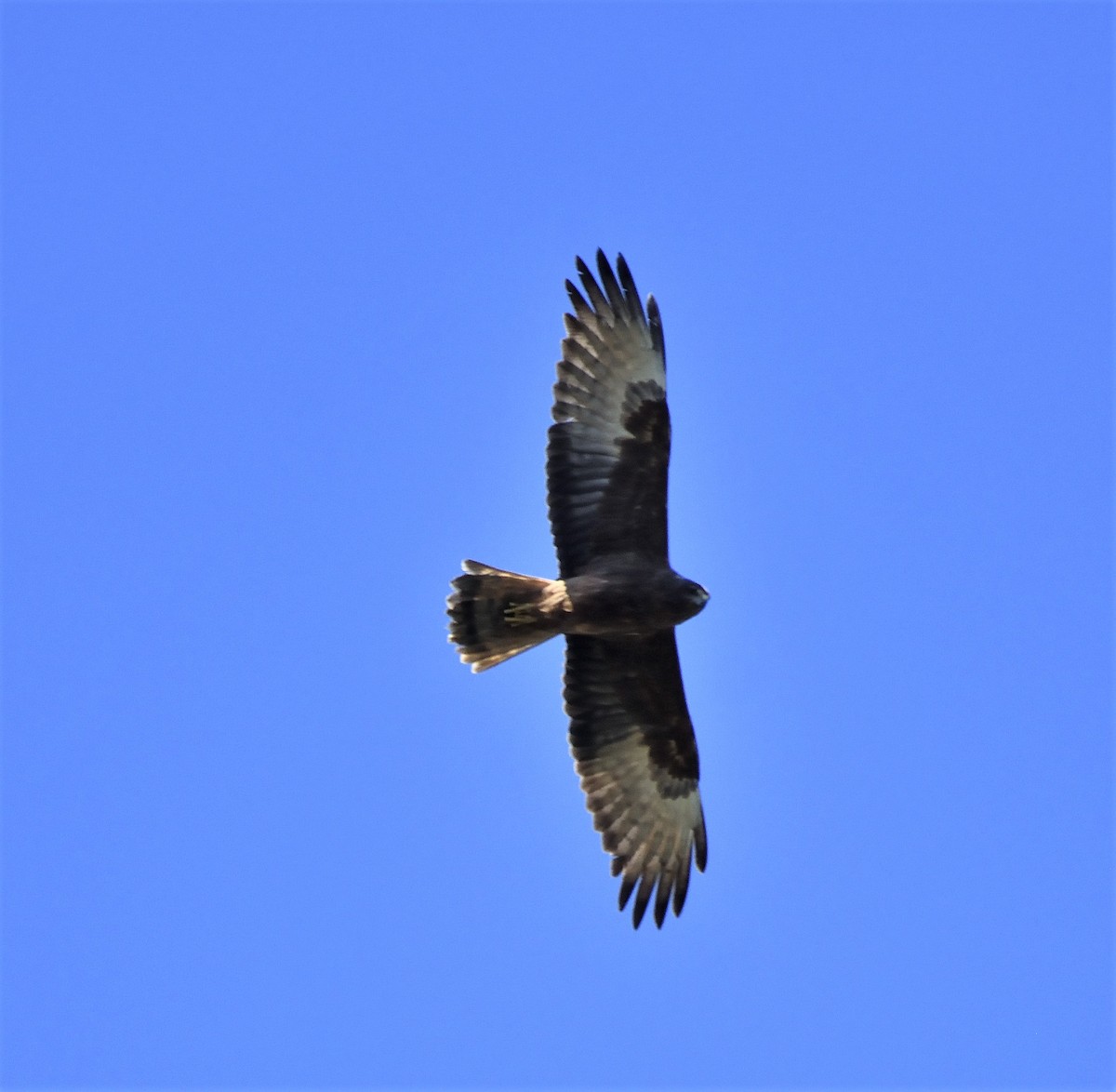 Swamp Harrier - Ken Crawley