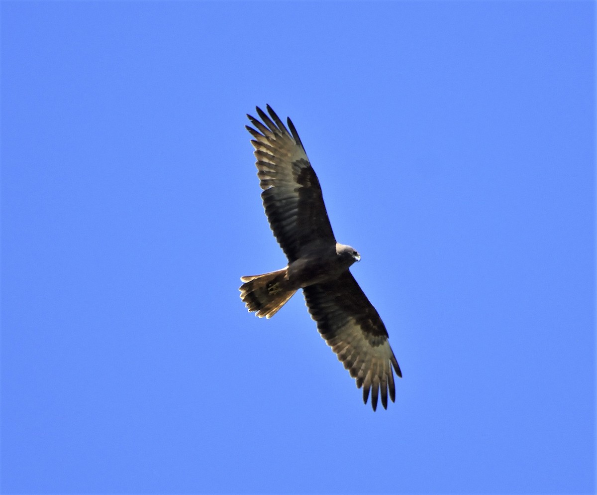 Swamp Harrier - ML118092011