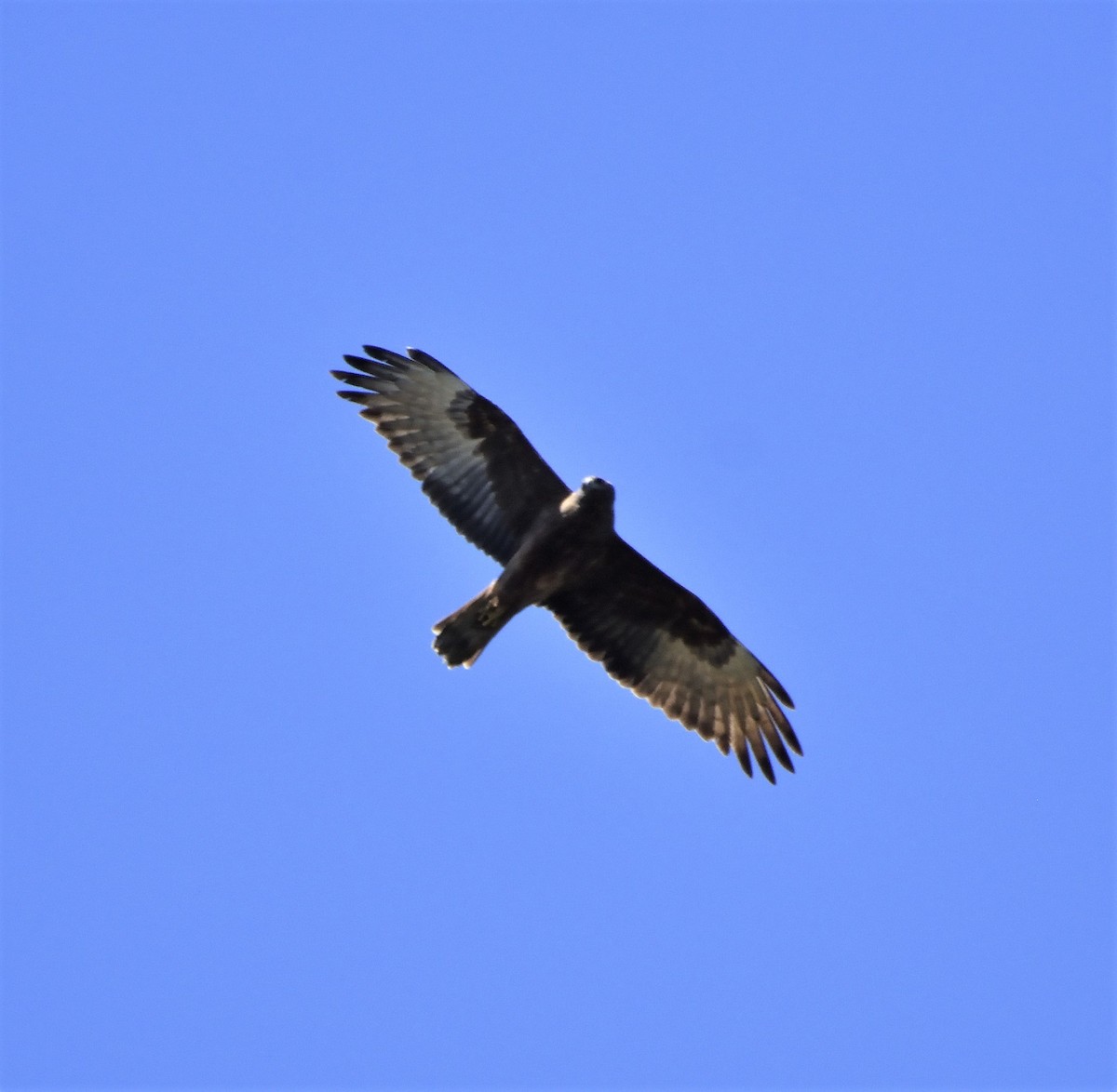 Aguilucho Lagunero del Pacífico - ML118092021