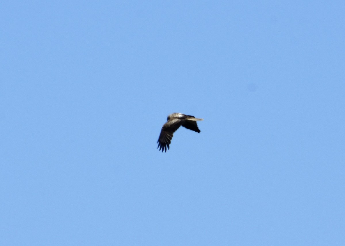 Whistling Kite - ML118092071