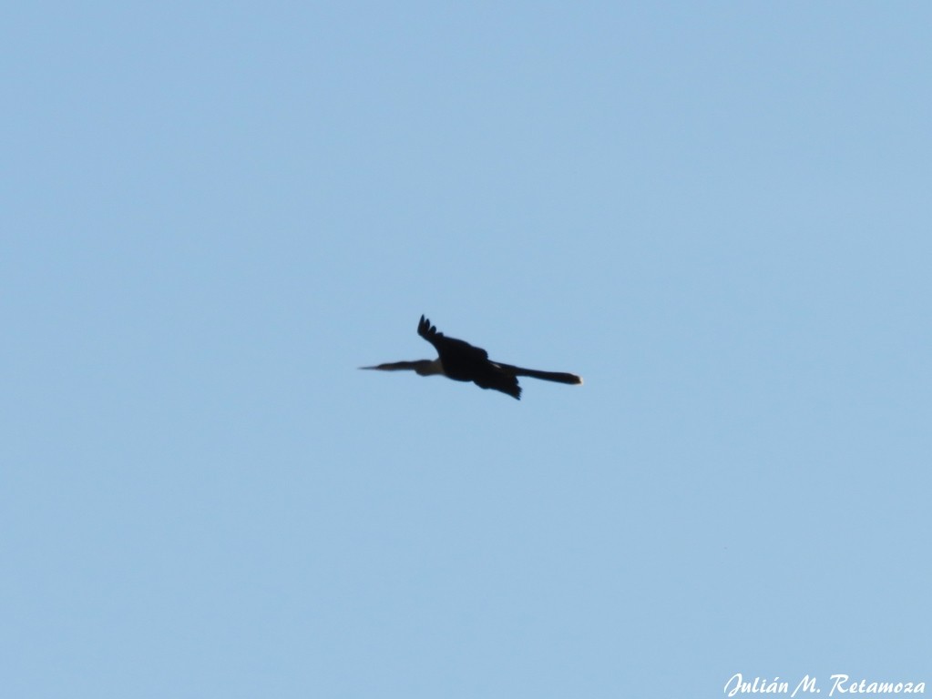 Anhinga Americana - ML118092091