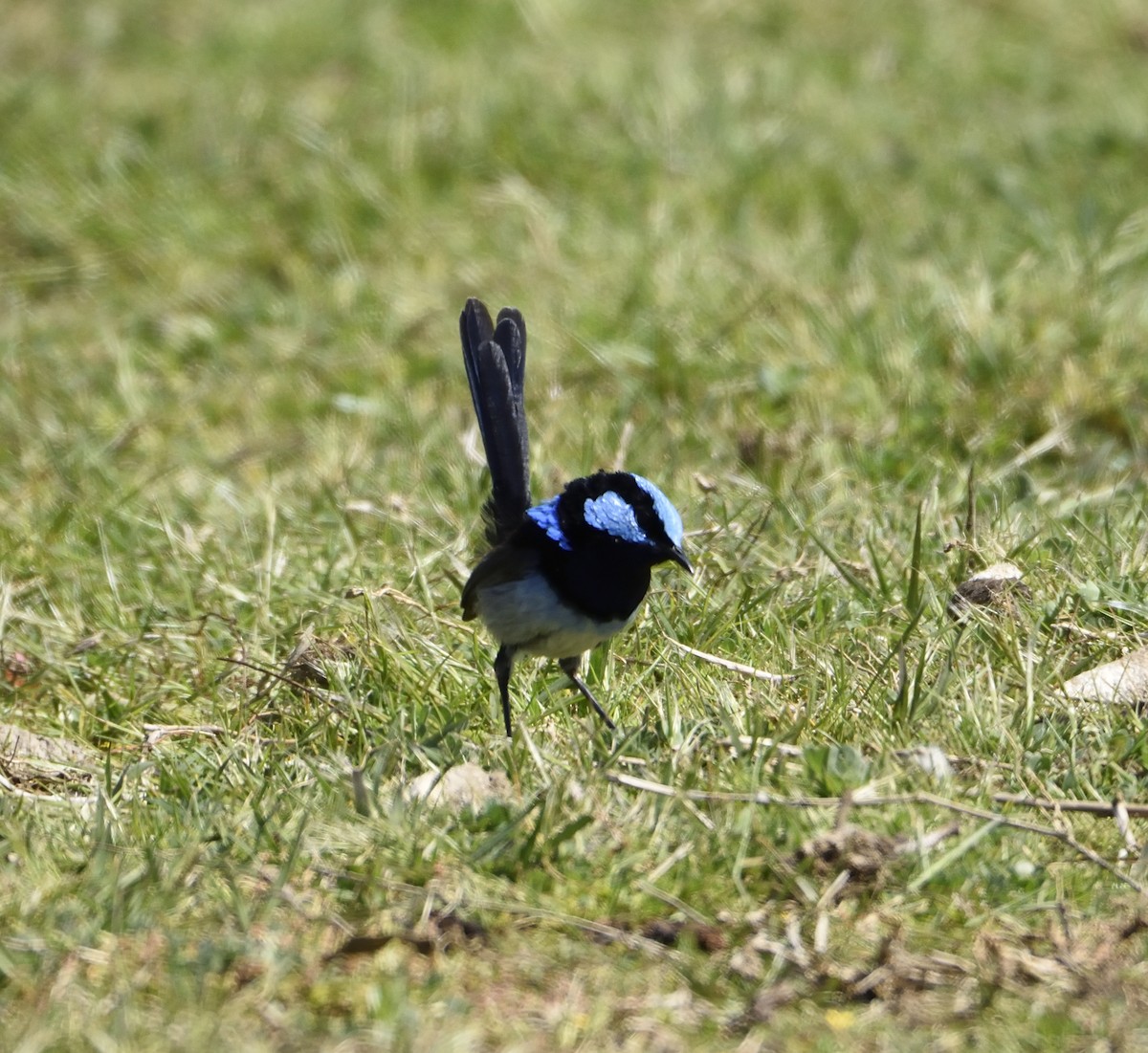 Superb Fairywren - ML118092221