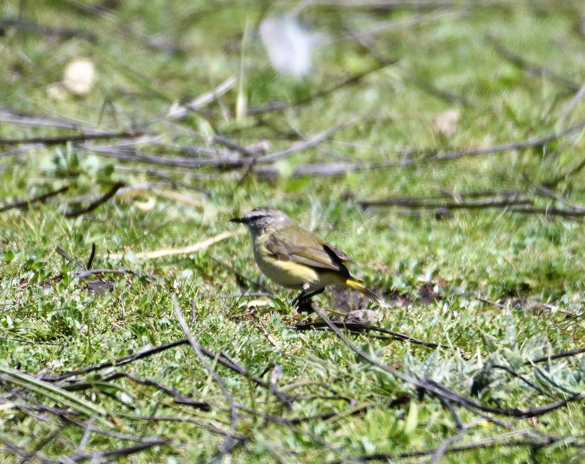 Yellow-rumped Thornbill - ML118092311