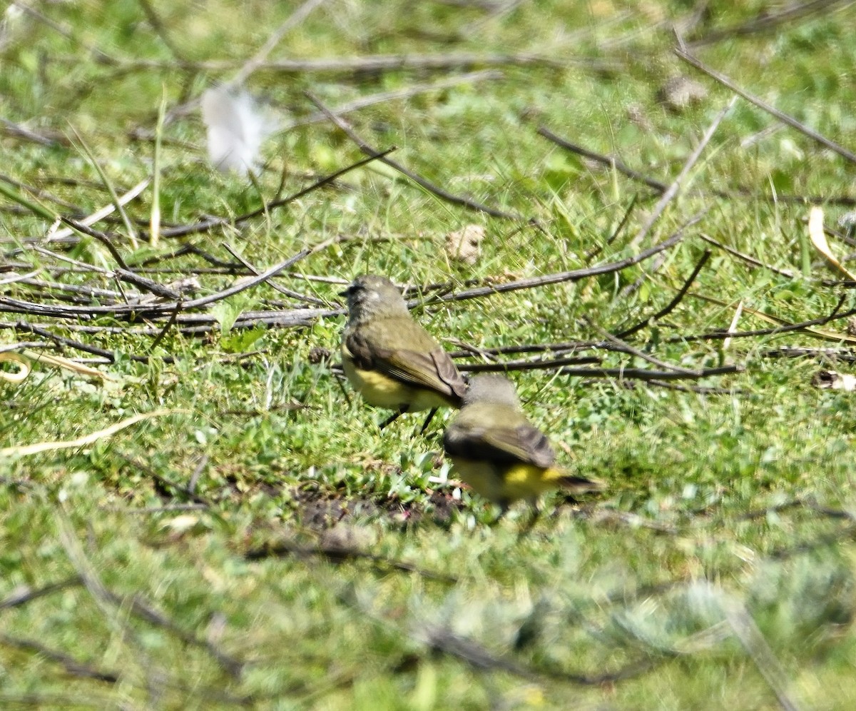 Yellow-rumped Thornbill - ML118092331