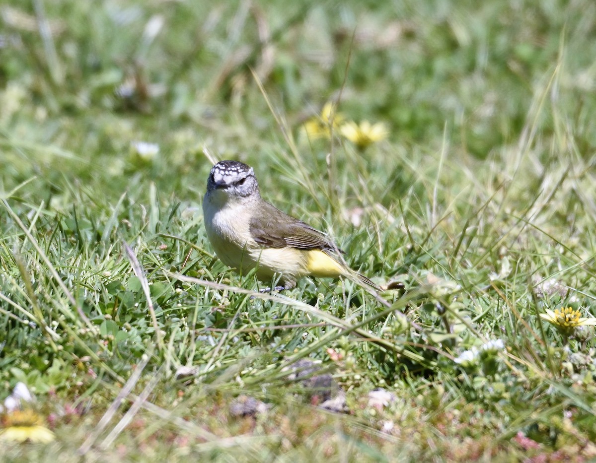 Yellow-rumped Thornbill - Ken Crawley