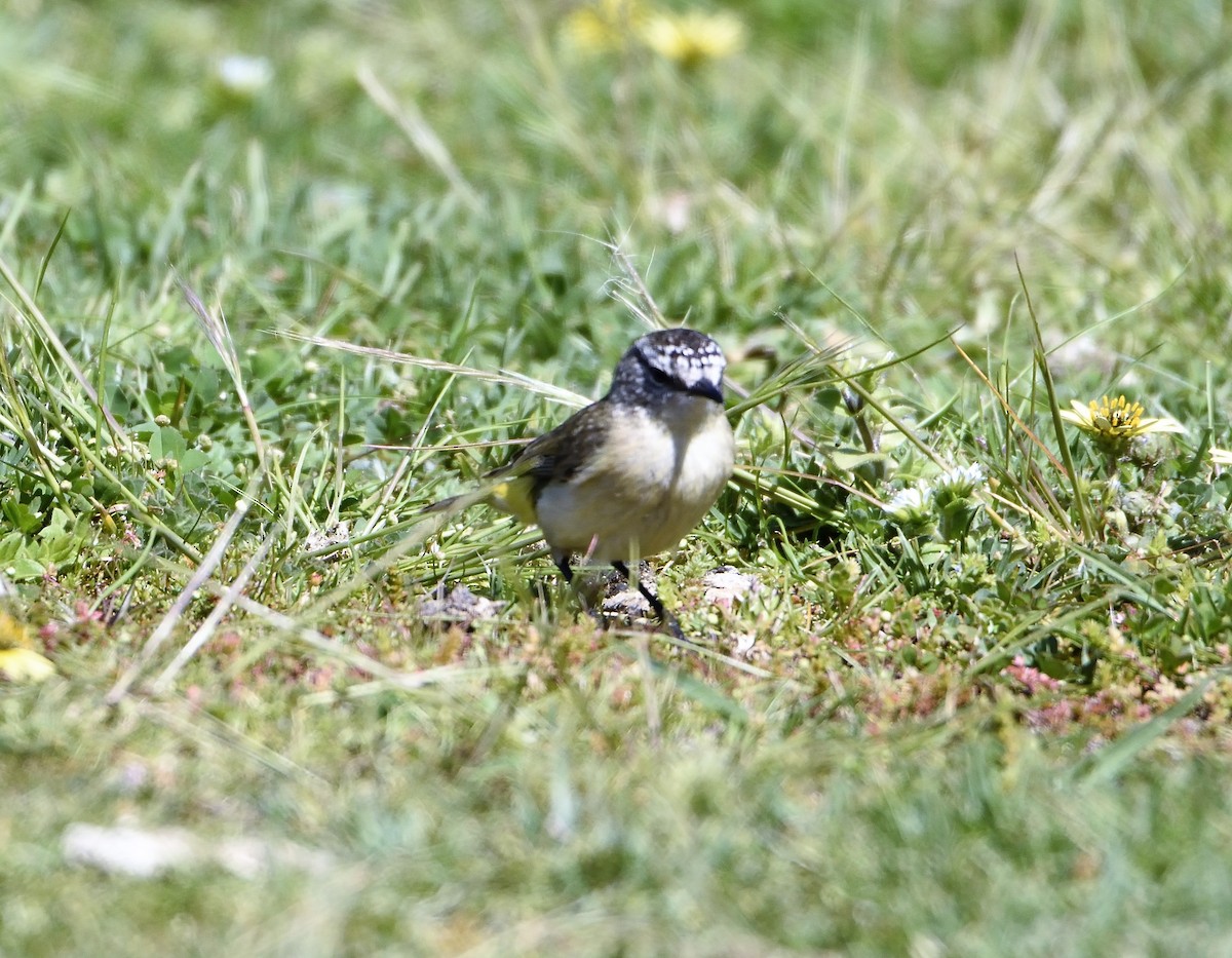 Yellow-rumped Thornbill - ML118092361