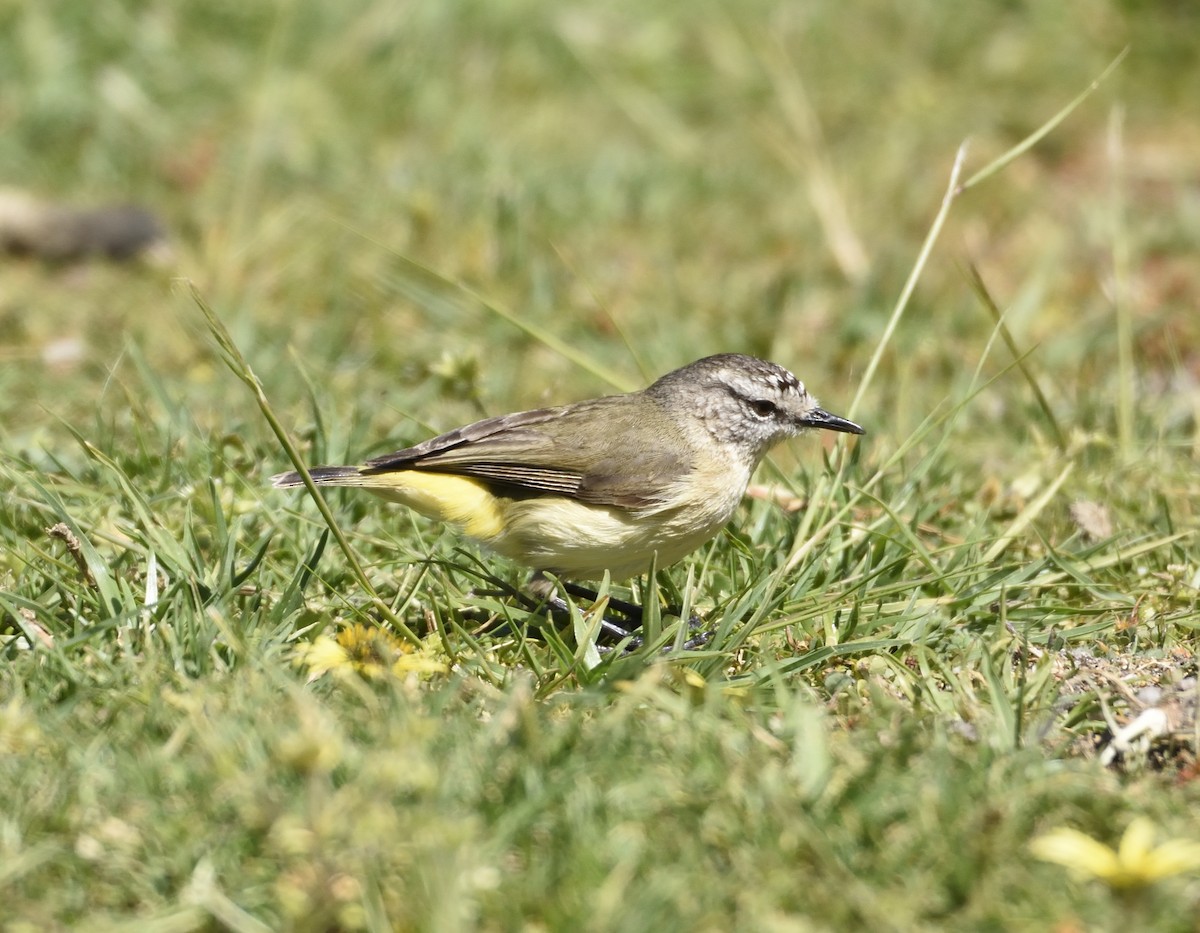 Acanthize à croupion jaune - ML118092441