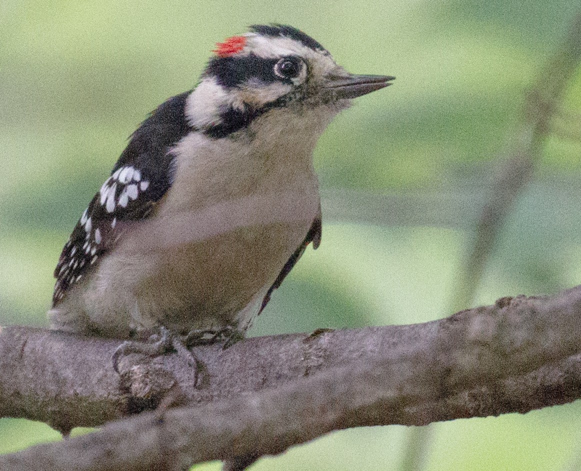Downy Woodpecker - ML118092671