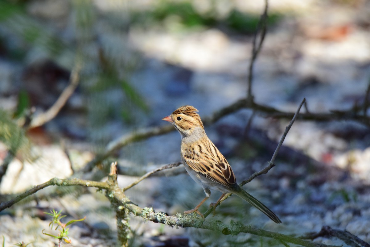 Clay-colored Sparrow - Perry Doggrell