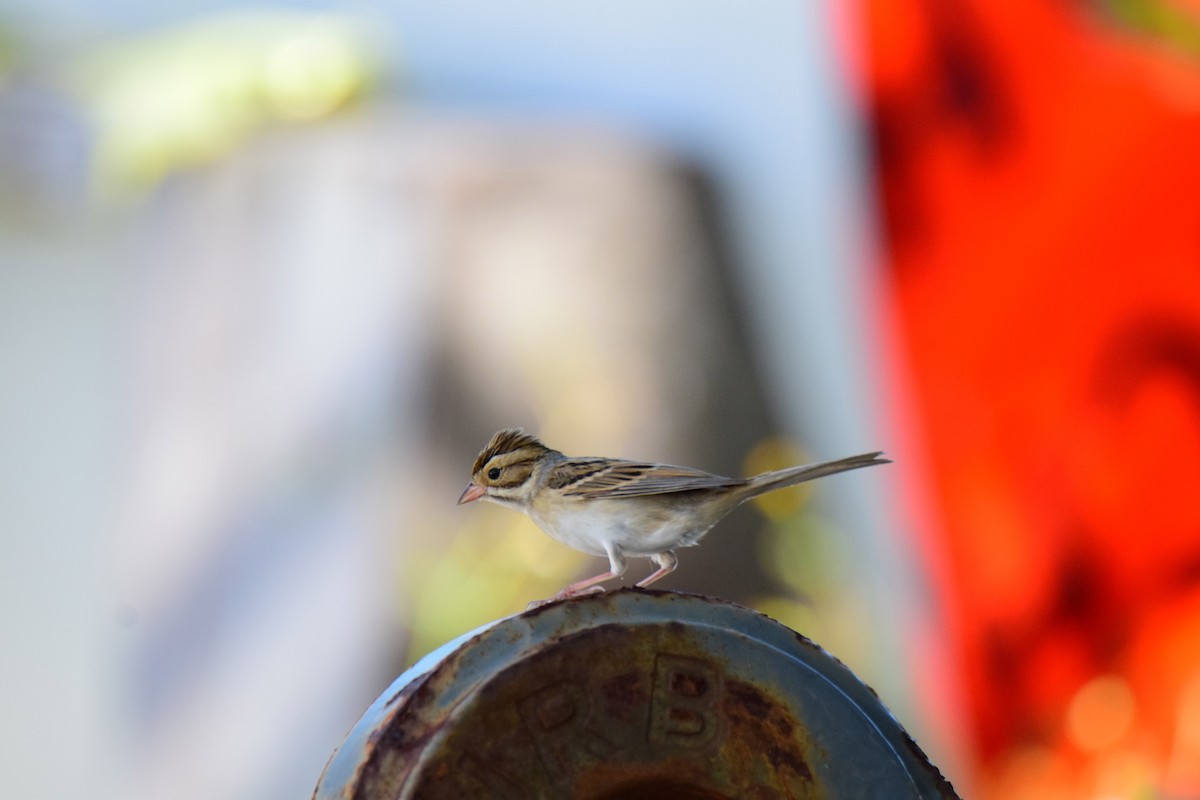 Clay-colored Sparrow - Perry Doggrell