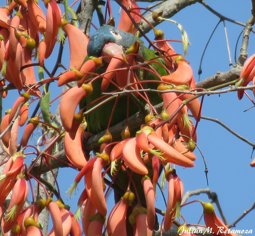 Aratinga Cabeciazul - ML118095221