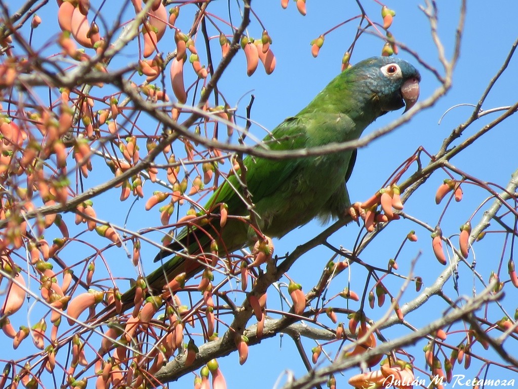 Blue-crowned Parakeet - Julián Retamoza