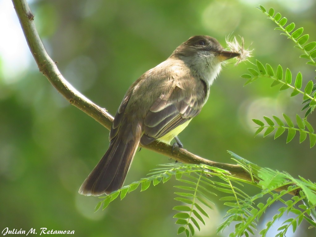 Brown-crested Flycatcher - ML118096001