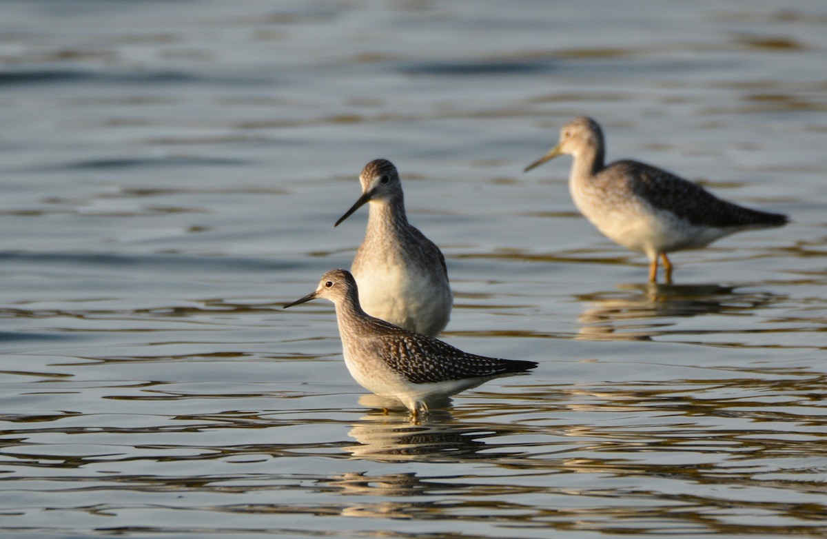 Lesser Yellowlegs - ML118097271