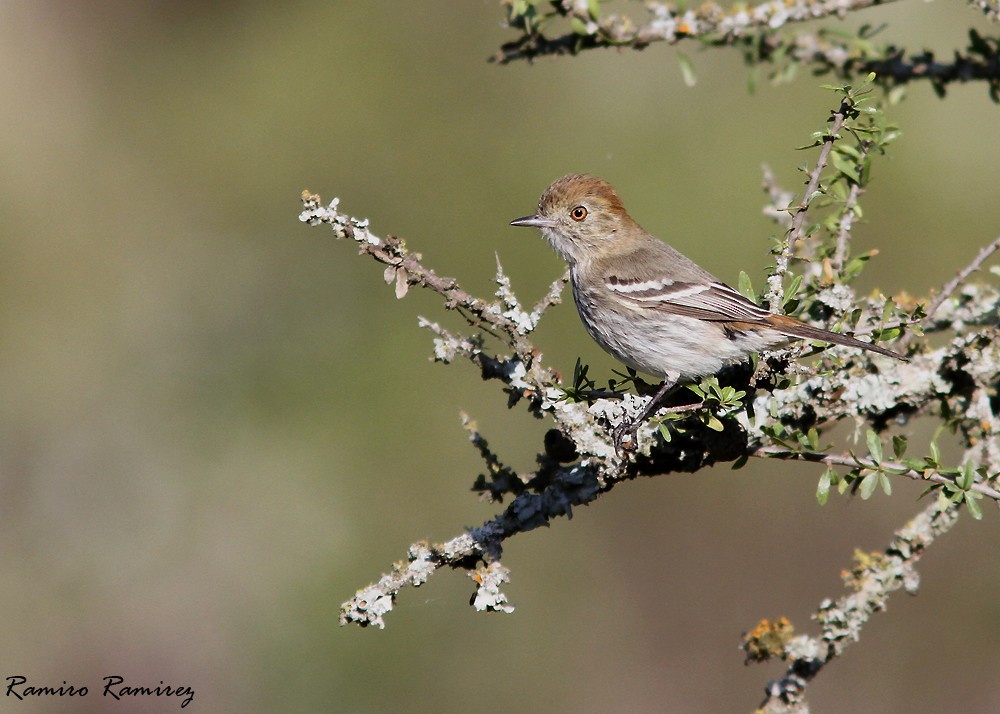Cinereous Tyrant - Ramiro Ramirez