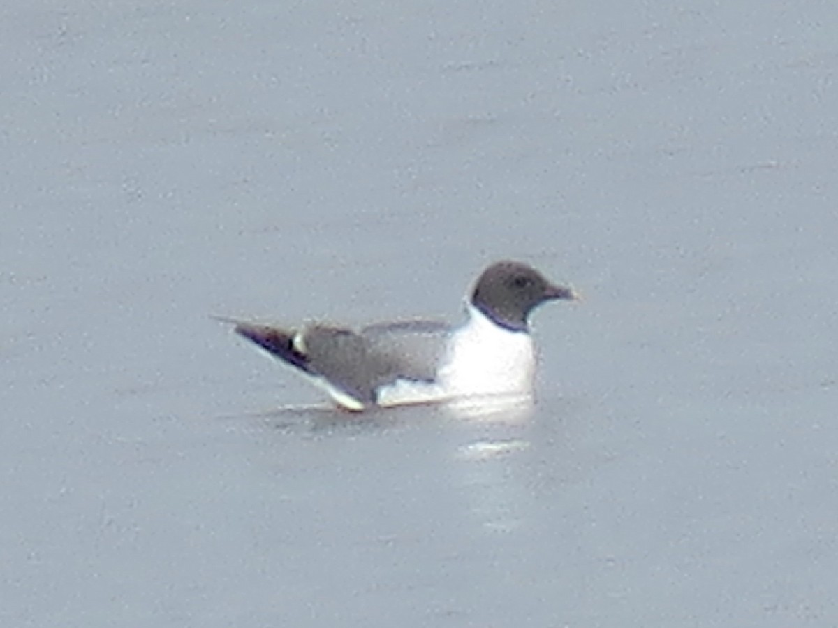 Sabine's Gull - ML118098101