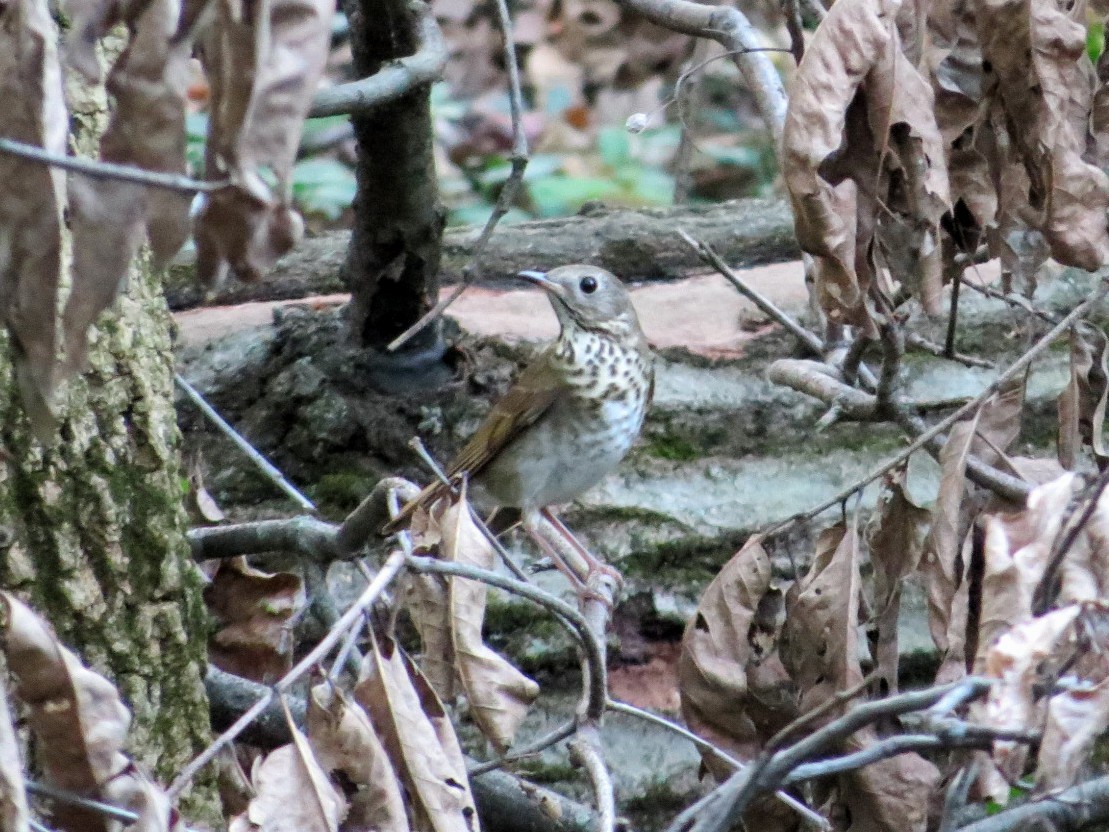 Hermit Thrush - ML118098421