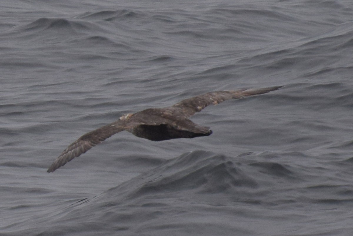 Northern Giant-Petrel - ML118099051