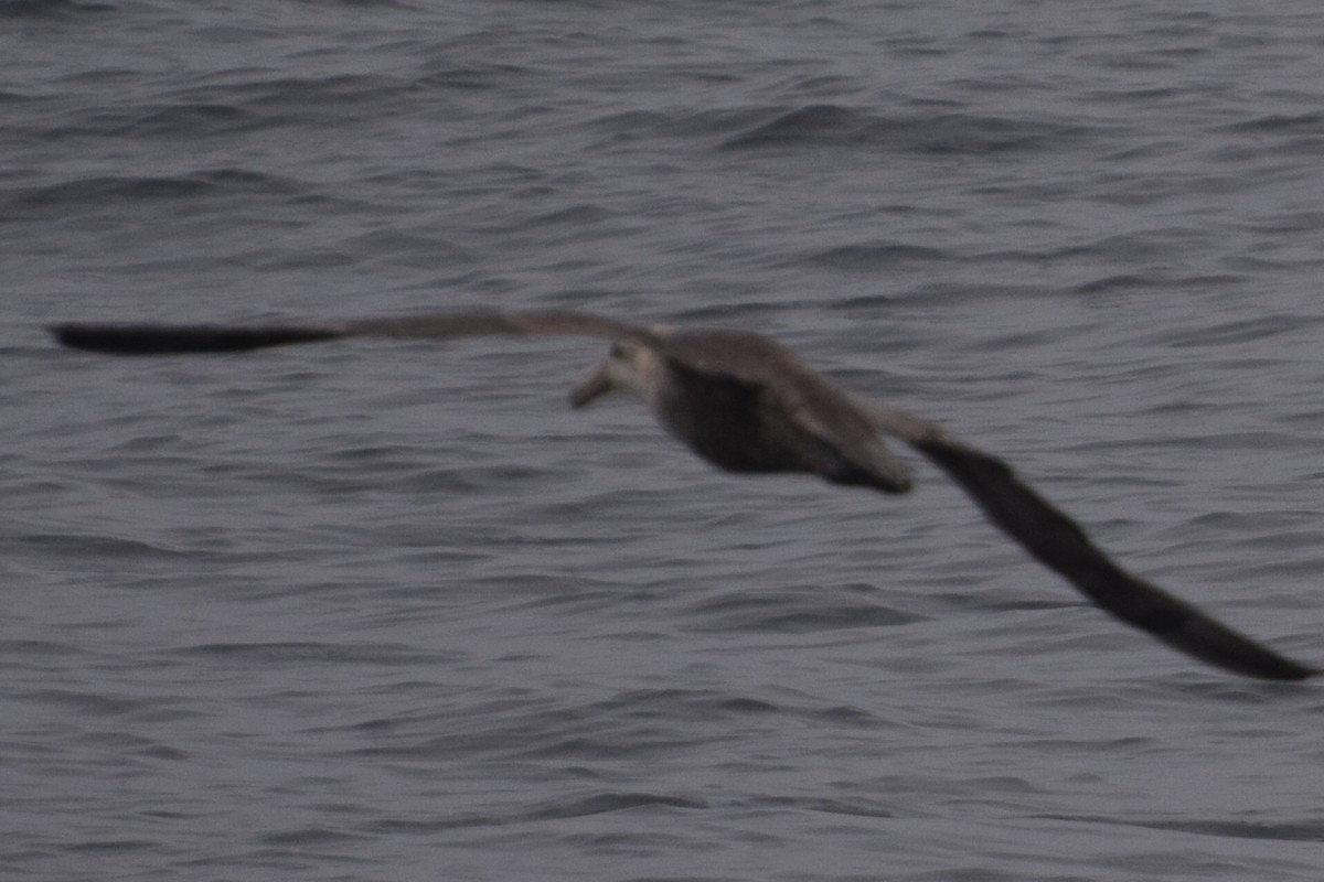 Northern Giant-Petrel - ML118099071