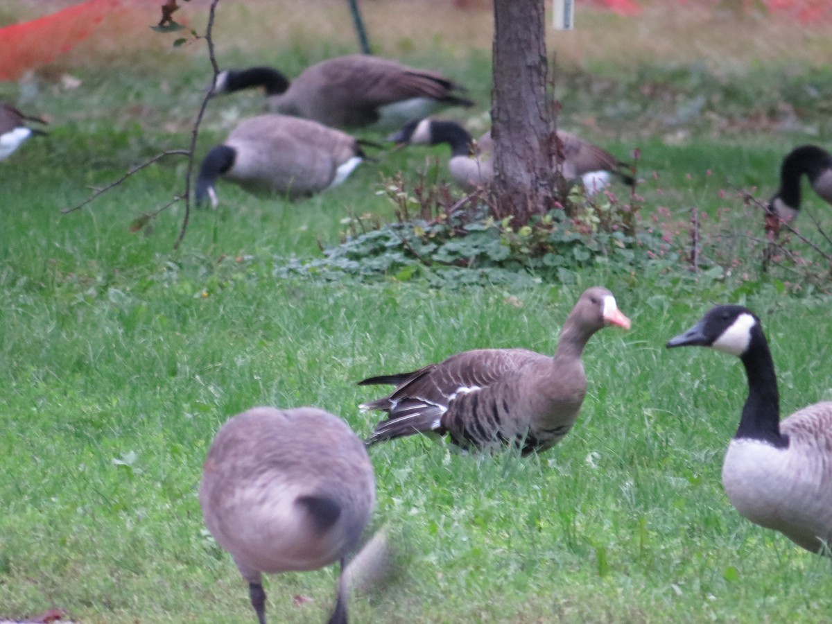 Greater White-fronted Goose - ML118101111