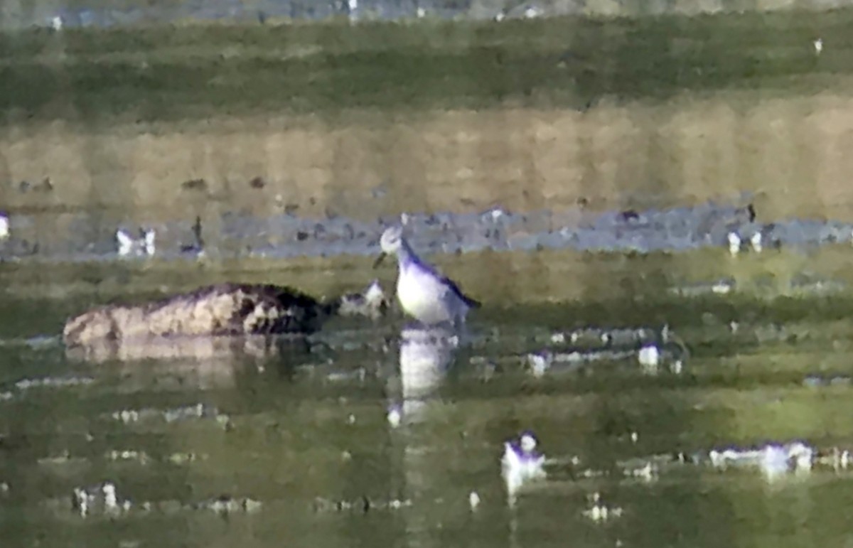 Wilson's Phalarope - ML118101441