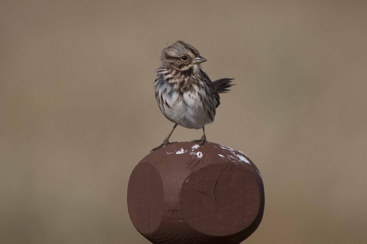 Song Sparrow - ML118103831