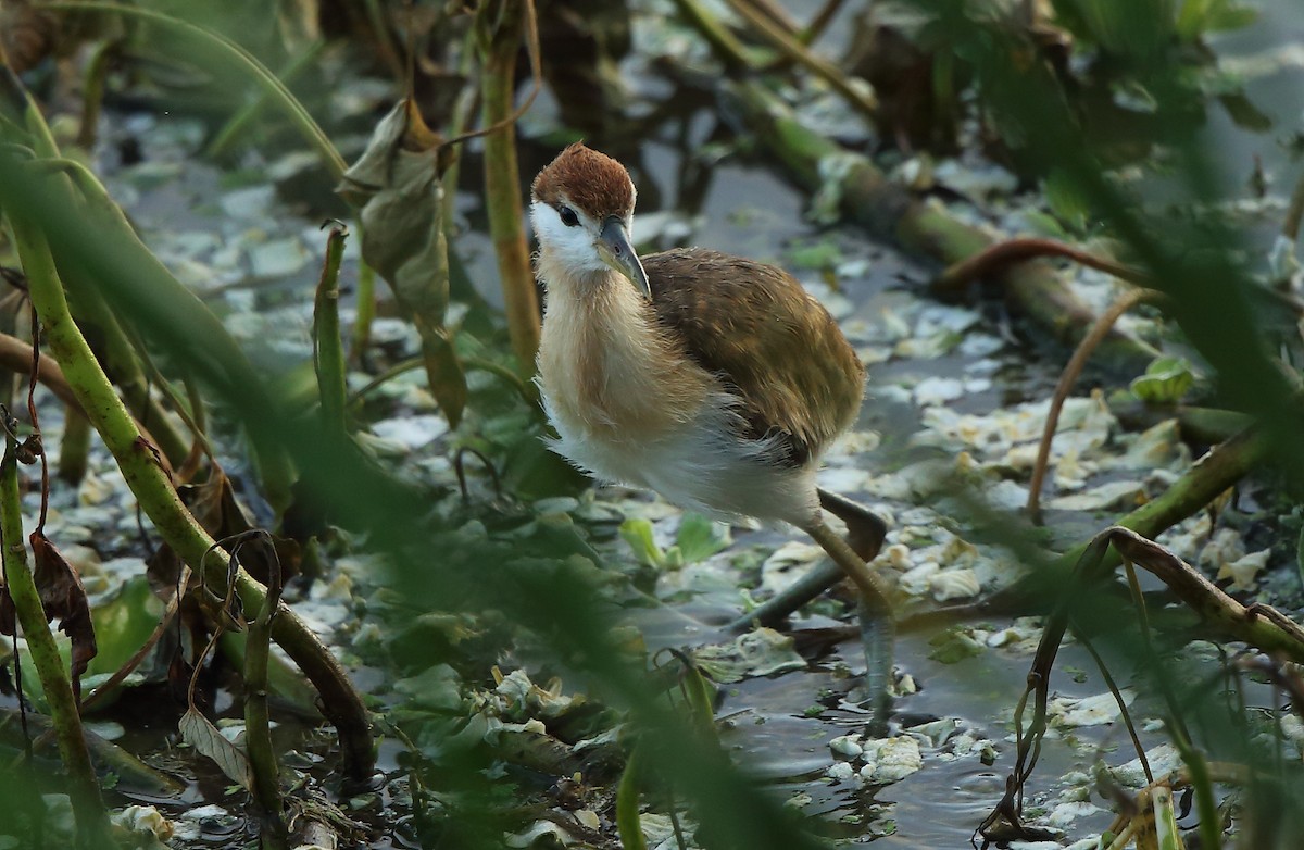 Bronze-winged Jacana - ML118103851