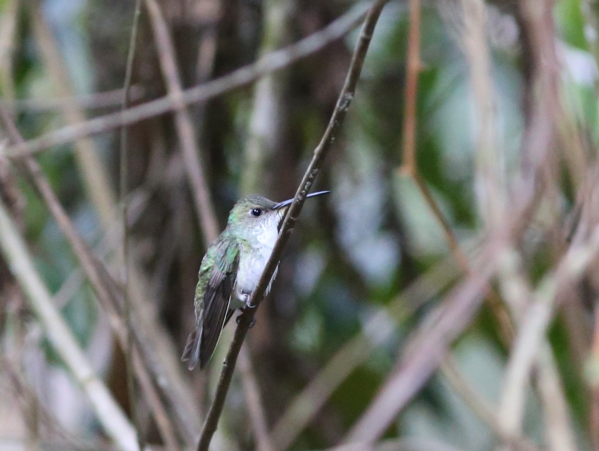 White-bellied Hummingbird - Rohan van Twest