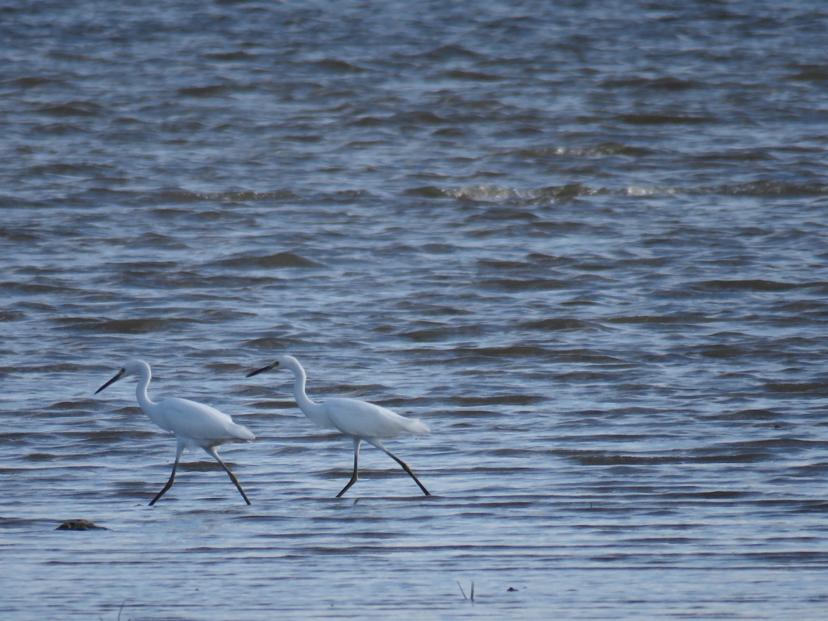 Aigrette neigeuse - ML118104401