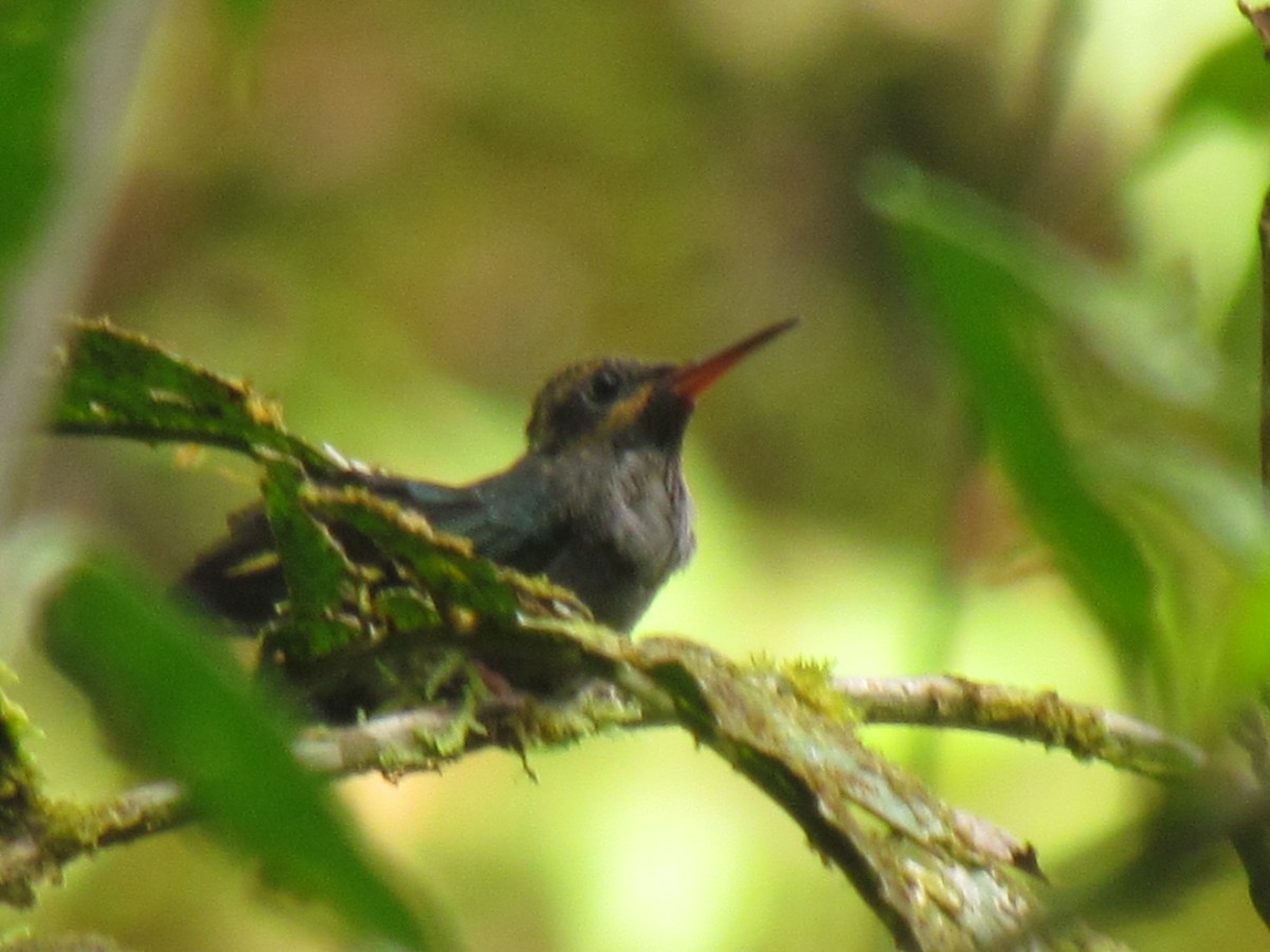 kolibřík šedobřichý - ML118104411