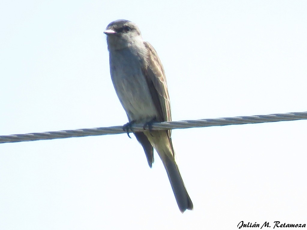 Crowned Slaty Flycatcher - Julián Retamoza