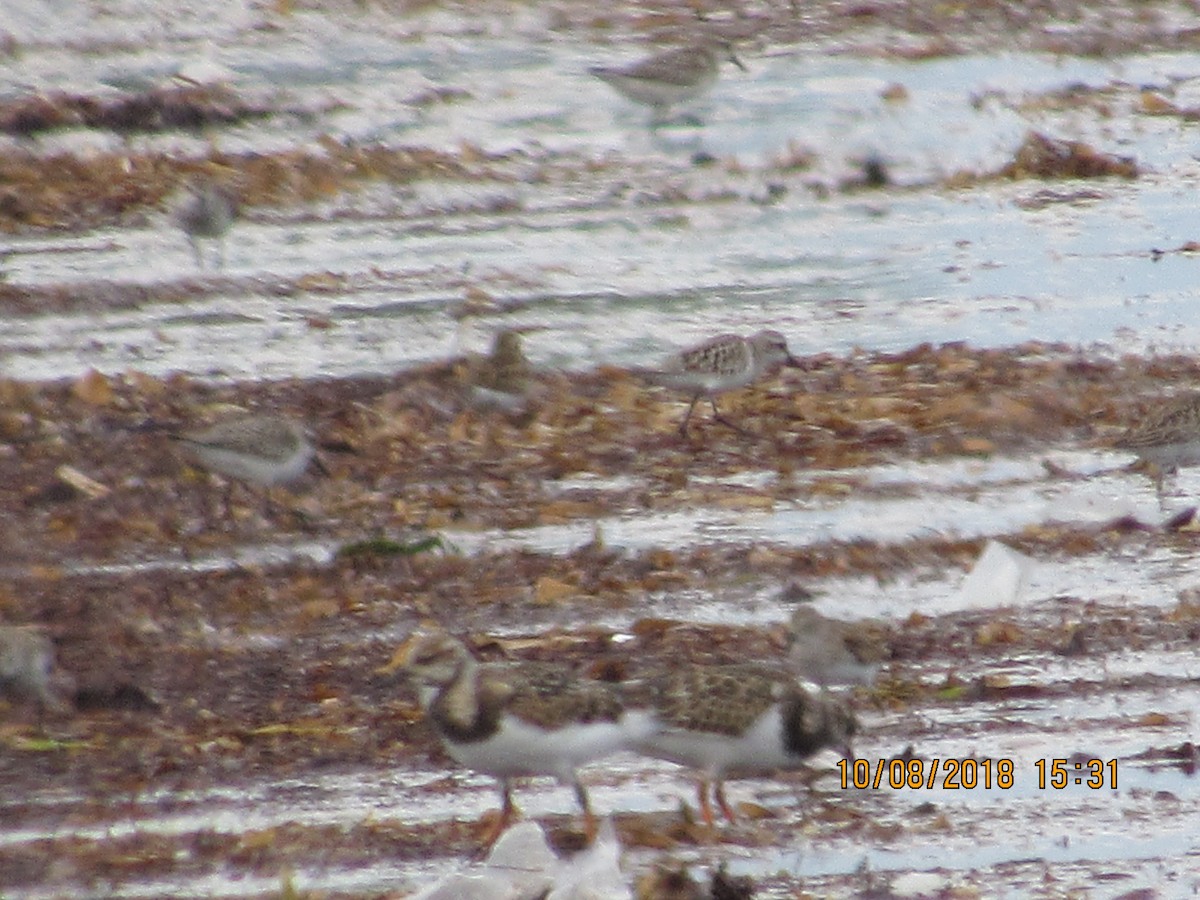 Ruddy Turnstone - ML118106591