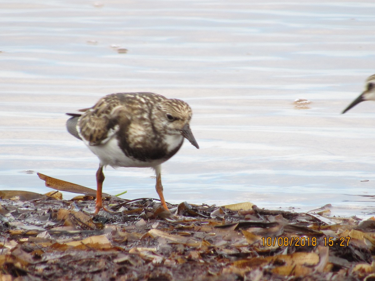 Ruddy Turnstone - ML118106601