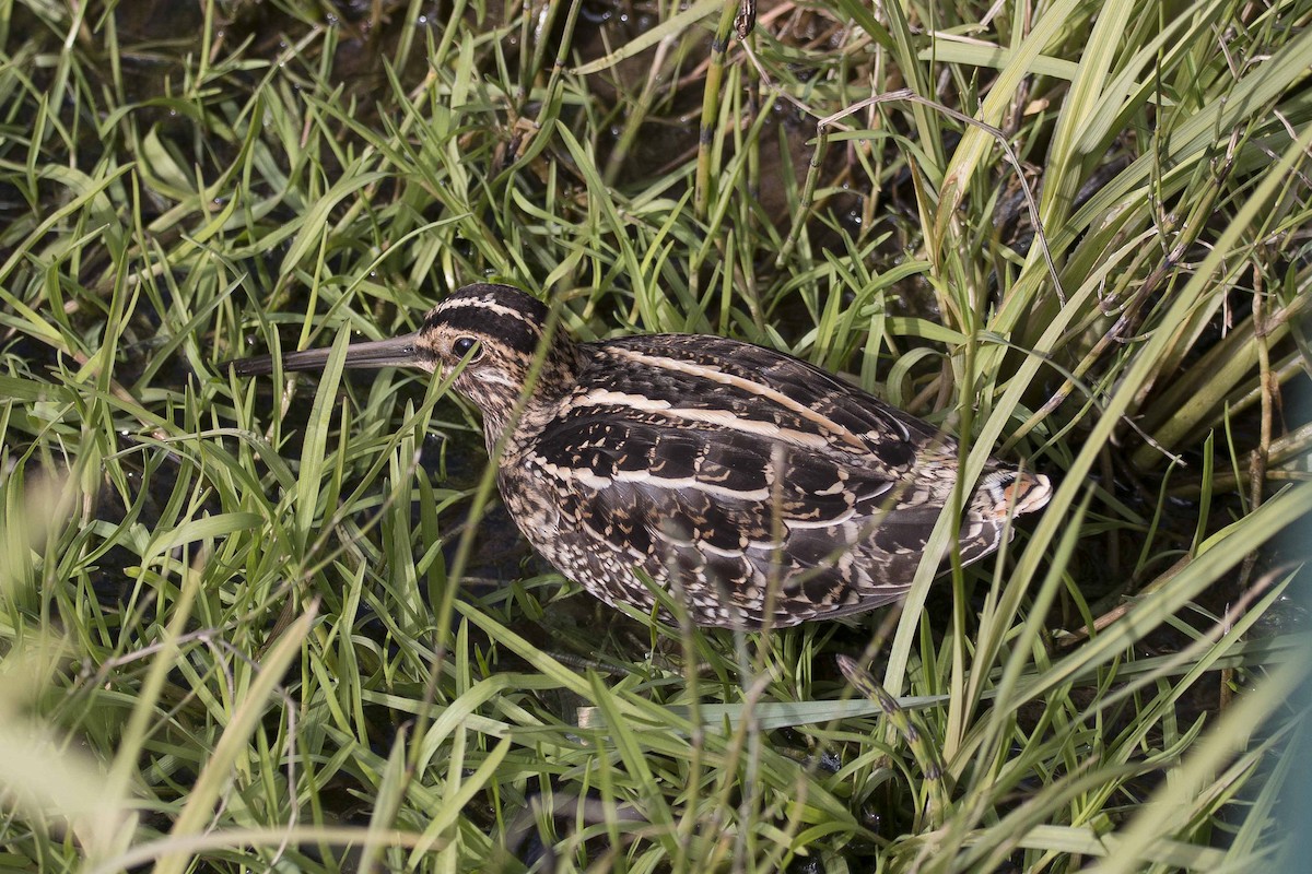 Wilson's Snipe - ML118107681