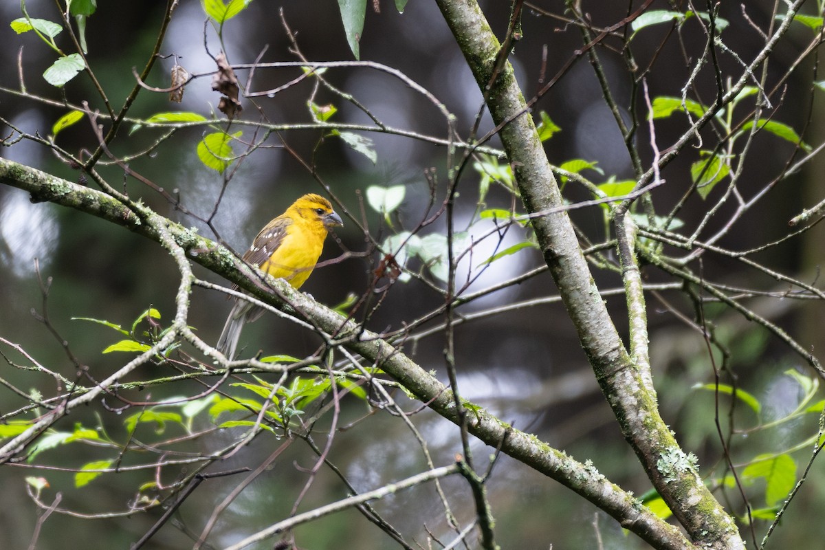 Yellow Grosbeak (Guatemalan) - ML118109211