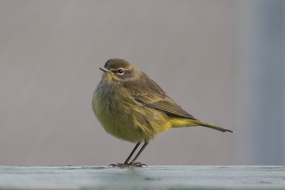 Palm Warbler - ML118109901