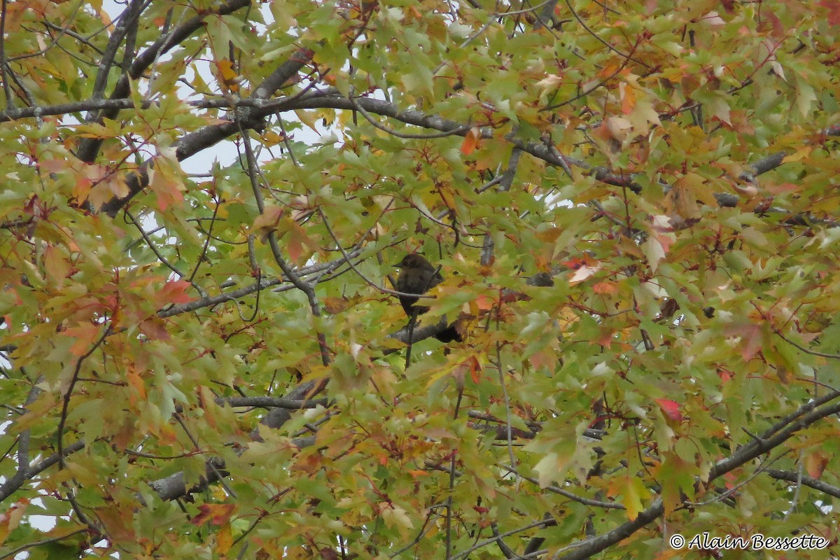 Rusty Blackbird - Anonymous