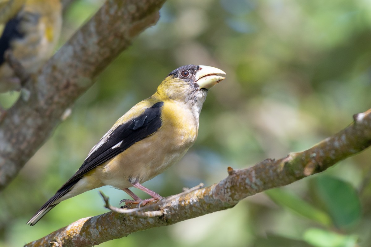 Hooded Grosbeak - ML118110621