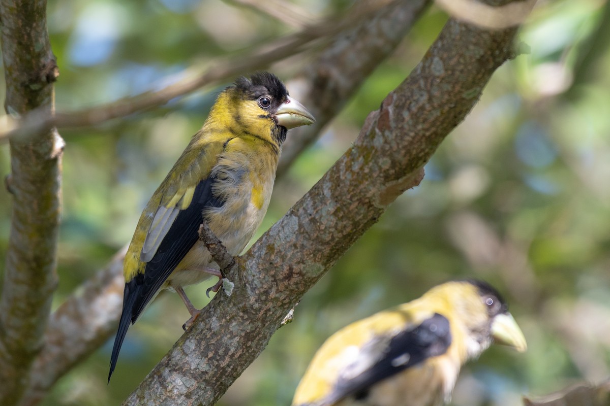 Hooded Grosbeak - ML118110671