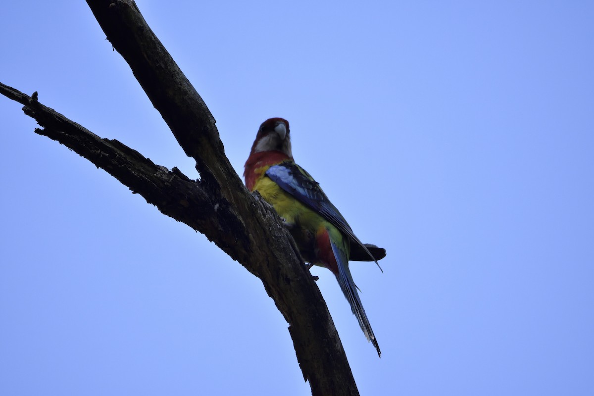 Eastern Rosella - Ken Crawley