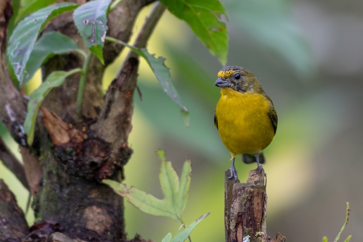 Yellow-throated Euphonia - ML118111571