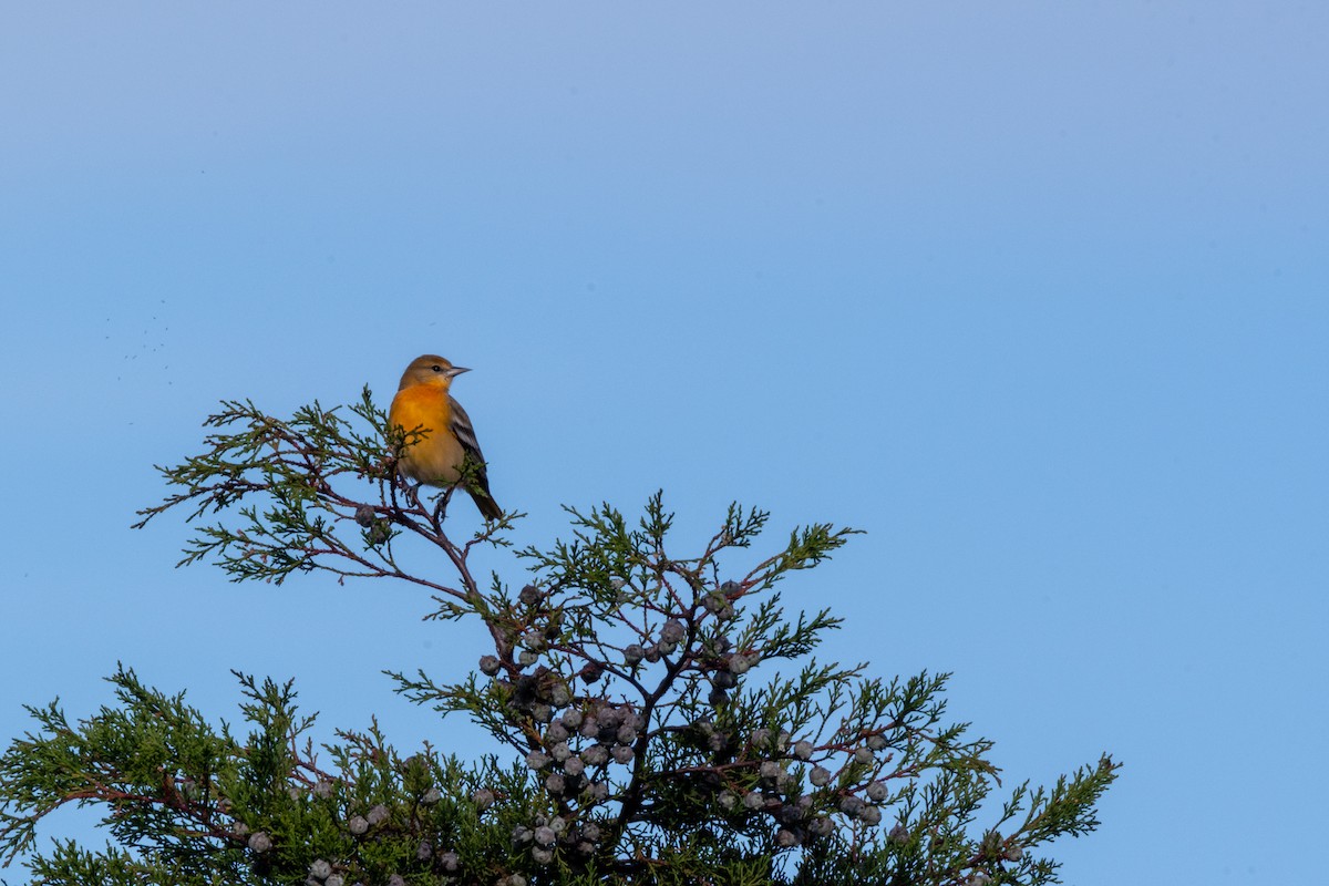 Baltimore Oriole - ML118112121